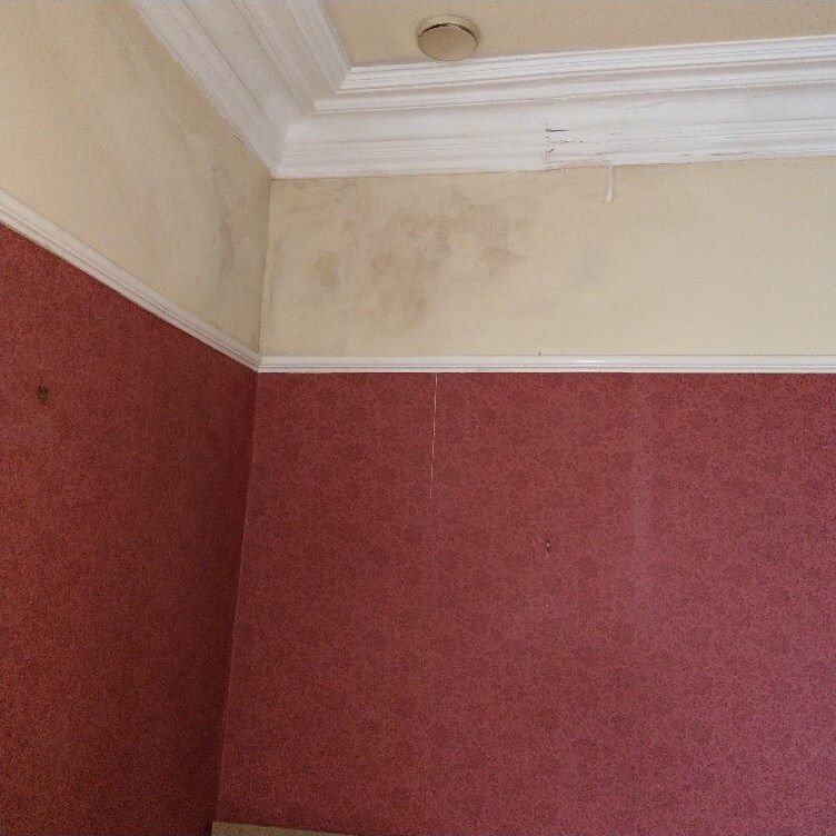 damp wall mold